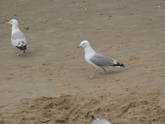 Larus argentatus
