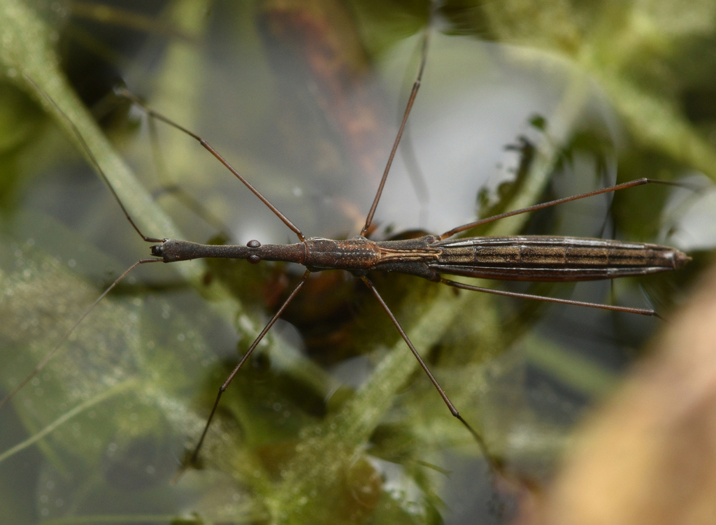 Common Water Measurer from Esbjerg Ø, 6705 Esbjerg, Danmark on July 06 ...