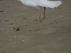 Larus argentatus