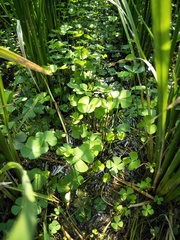 Marsilea minuta