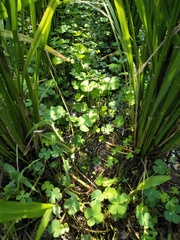 Marsilea minuta