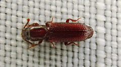 Pycnomerus