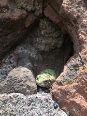 Hyla arenicolor