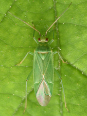 Orthotylus marginalis