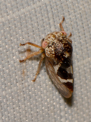 Cyrtolobus vau