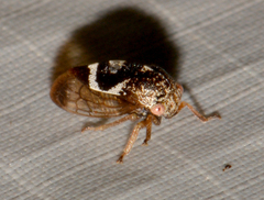 Cyrtolobus vau