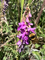 Bombus borealis