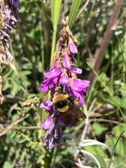 Bombus borealis