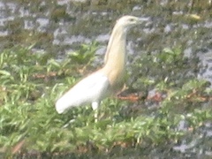 Ardeola ralloides