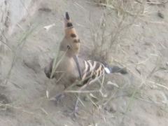 Upupa epops