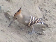 Upupa epops
