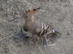 Upupa epops