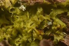 Metzgeria consanguinea