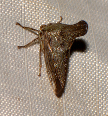 Glossonotus acuminatus