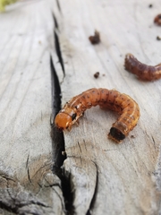 Papaipema leucostigma