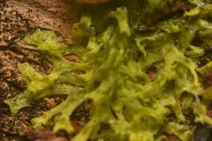 Metzgeria consanguinea