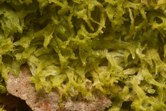 Metzgeria consanguinea