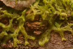 Metzgeria consanguinea