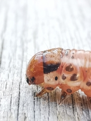 Papaipema leucostigma