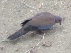 Streptopelia senegalensis