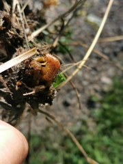 Papaipema leucostigma