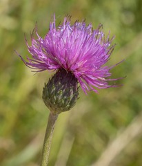Cirsium tuberosum