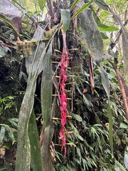 Pitcairnia stevensonii