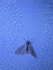 Acentria ephemerella