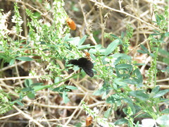 Pholisora