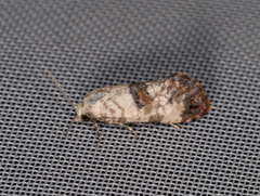 Neocochylis hybridella