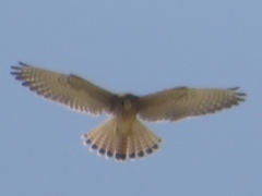 Falco tinnunculus