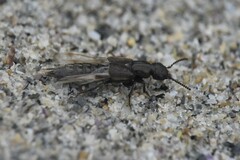 Cafius seminitens
