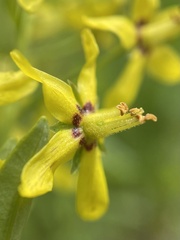 Lysimachia terrestris