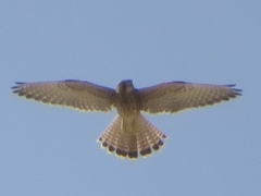 Falco tinnunculus