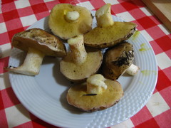 Suillus bellinii