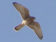 Falco tinnunculus