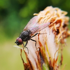 Hydrophoria ruralis