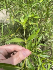 Lysimachia terrestris