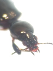 Dyschirius tristis