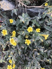 Erythranthe willisii