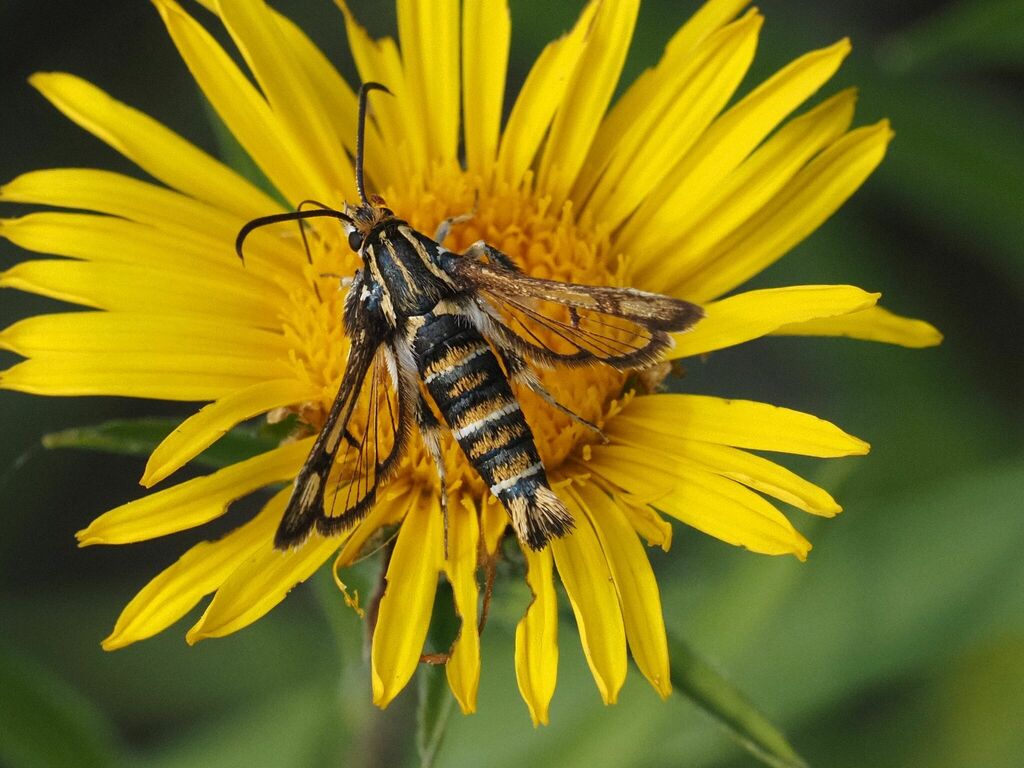 Chamaesphecia annellata