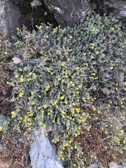 Erythranthe willisii