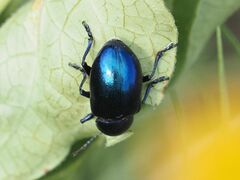 Chrysochus asclepiadeus