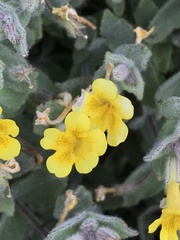 Erythranthe willisii