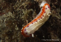 Goniobranchus setoensis