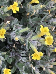 Erythranthe willisii