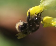 Bombus wurflenii