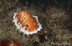Goniobranchus collingwoodi