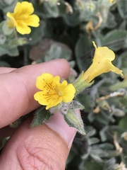 Erythranthe willisii