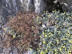 Erythranthe willisii